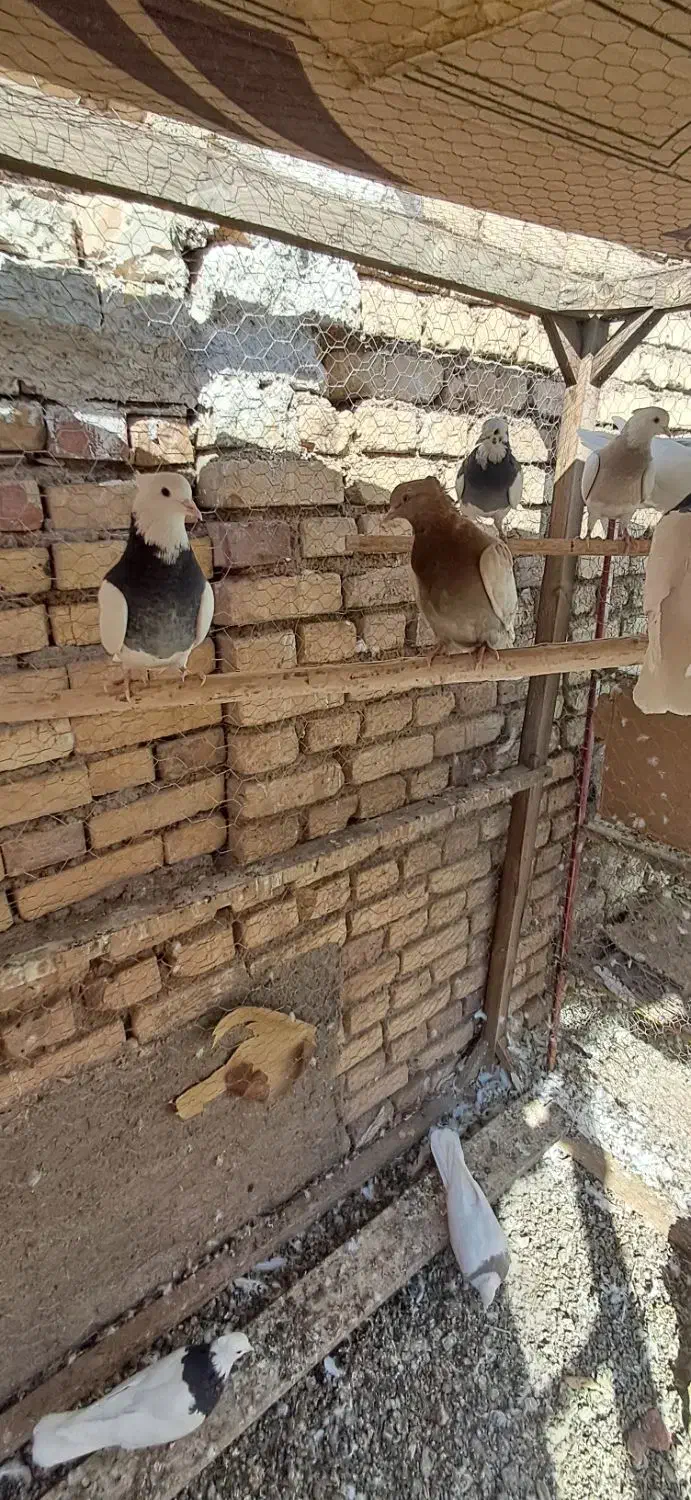 کبوتر طوقی و گرگی و پیس زرد خطی|پرنده|نائین, |دیوار