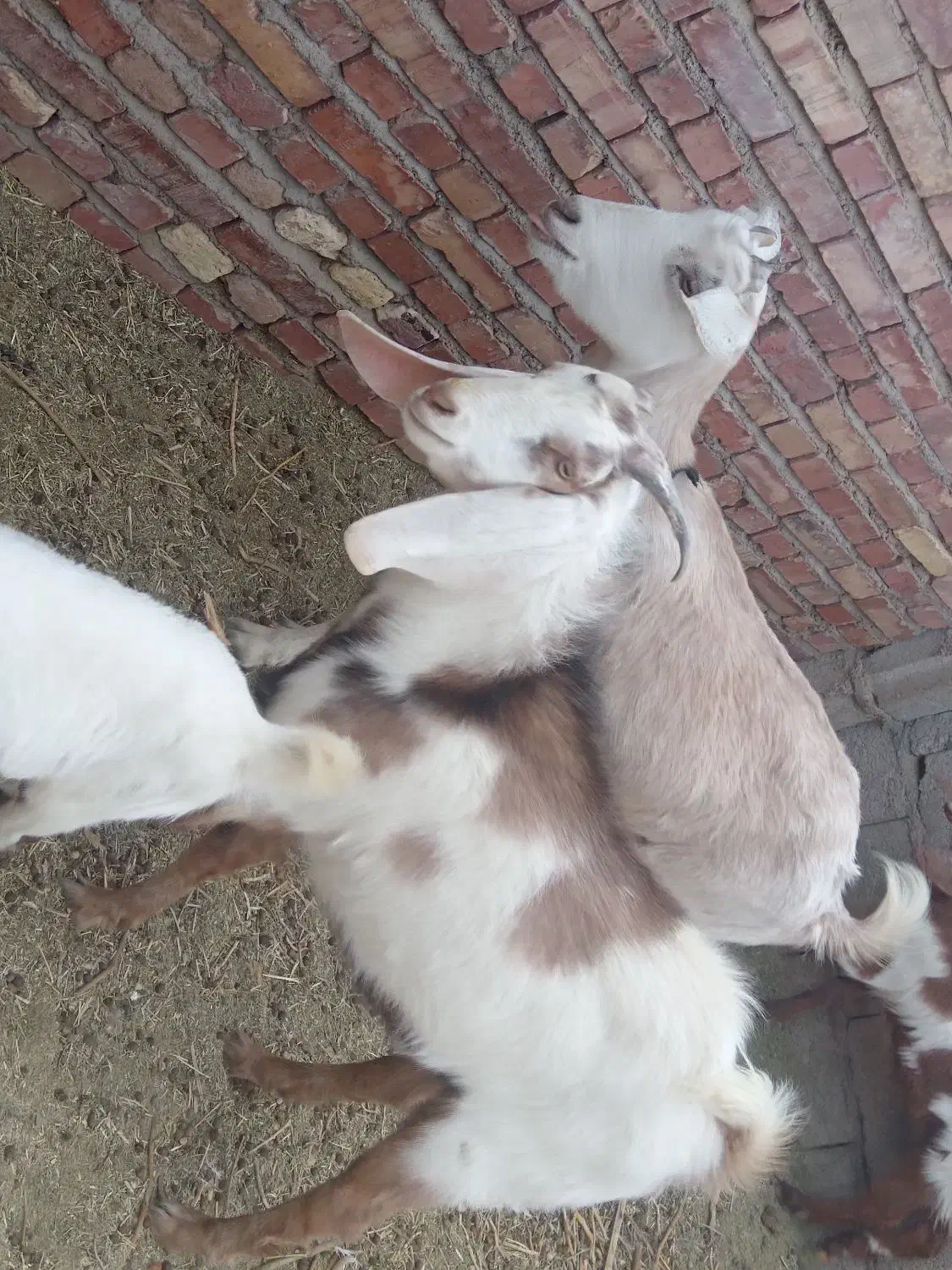 بزو کره و نر|حیوانات مزرعه|زرند, |دیوار