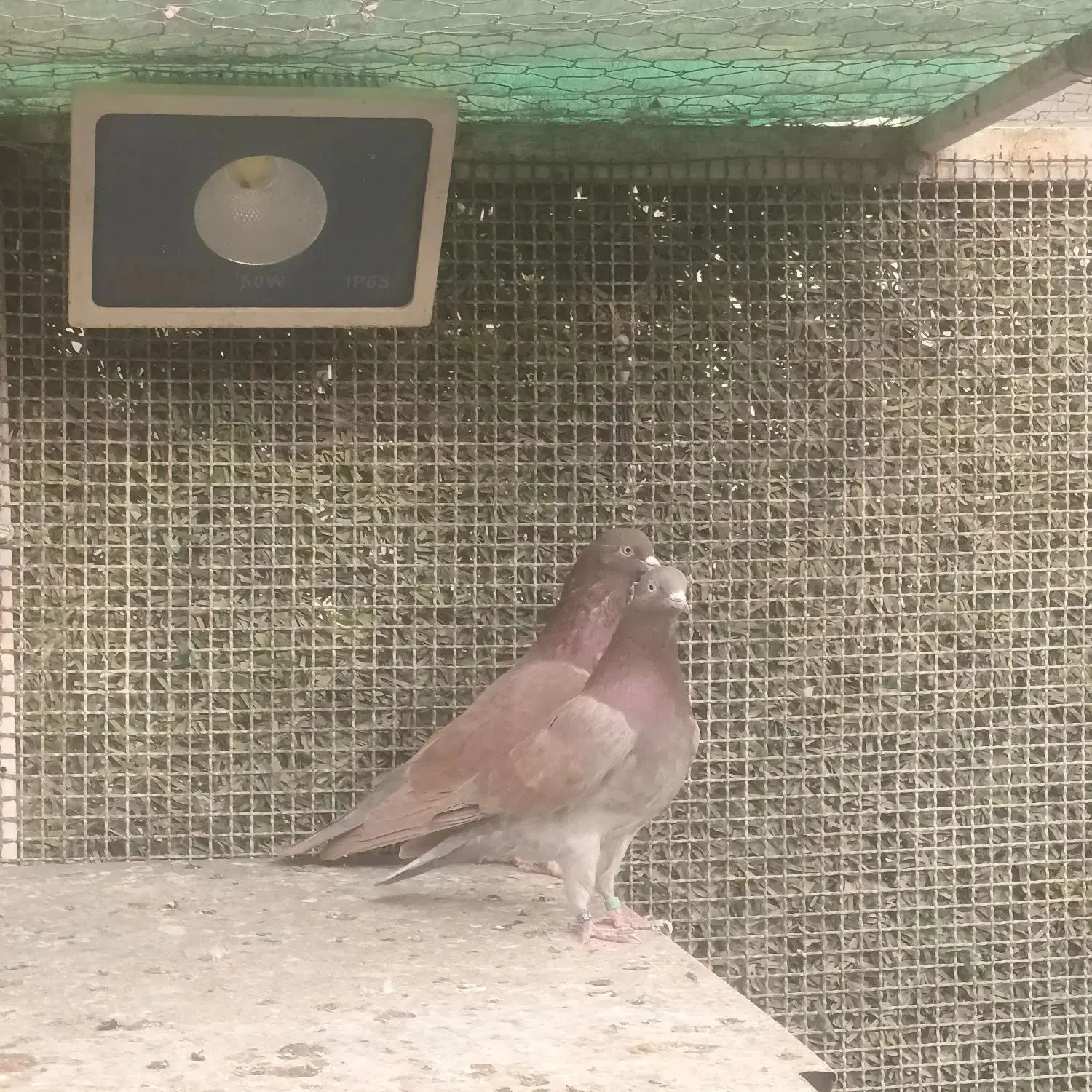 کبوتر پرشی انگلیسی|پرنده|تهران, تهرانسر غربی|دیوار