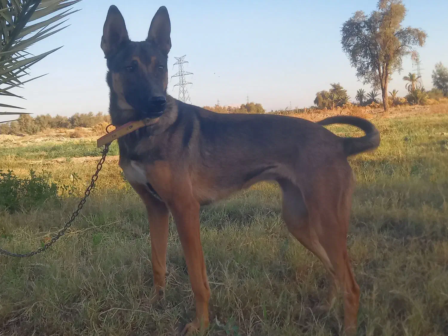 سگ مالینیوز|سگ|جیرفت, |دیوار