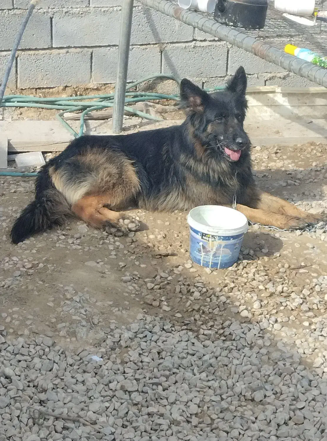 سگ ژرمن|سگ|امیدیه, |دیوار