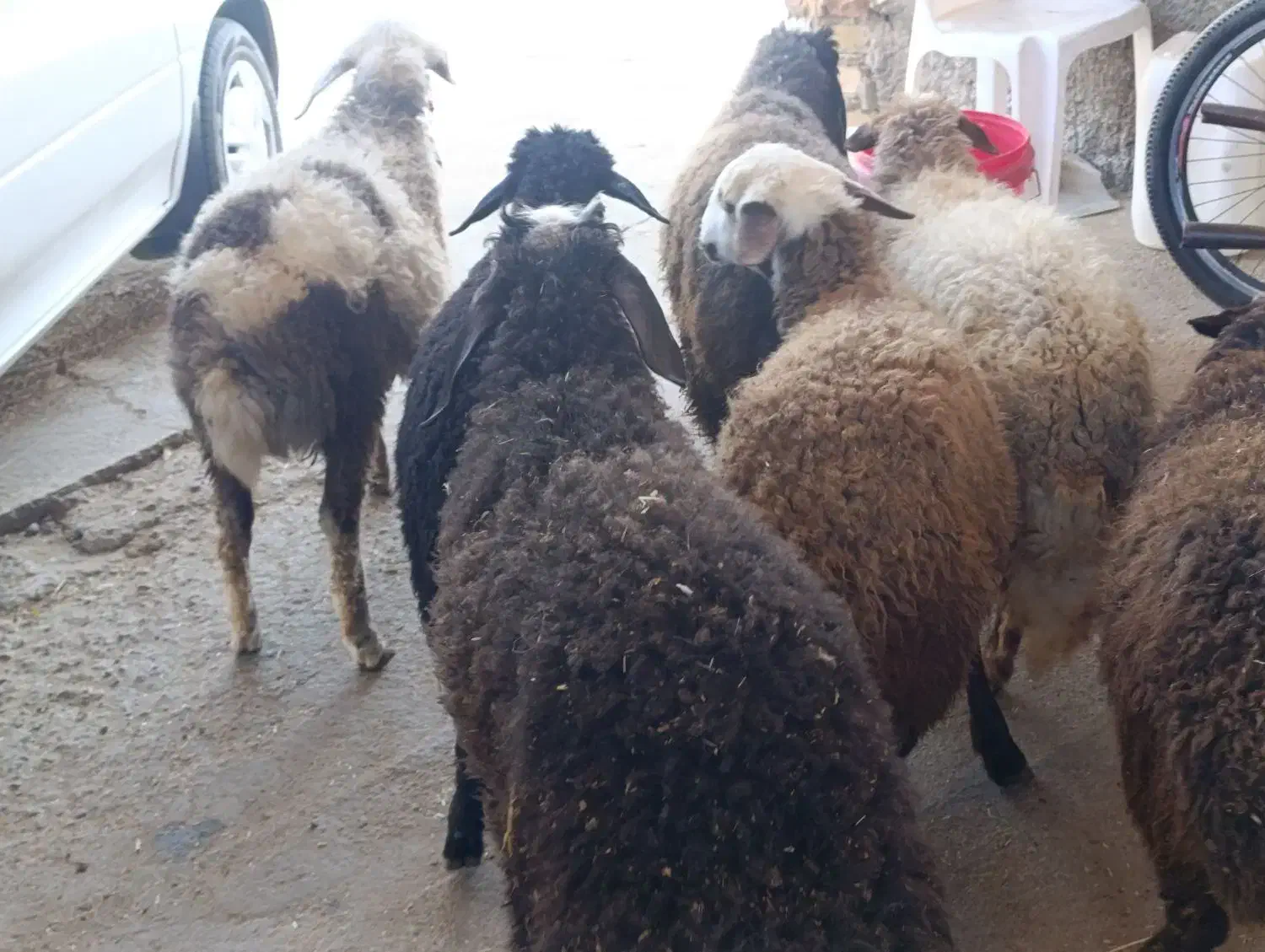 گوسفند7بره شیرمست نروماده|حیوانات مزرعه|کرج, خرمدشت|دیوار