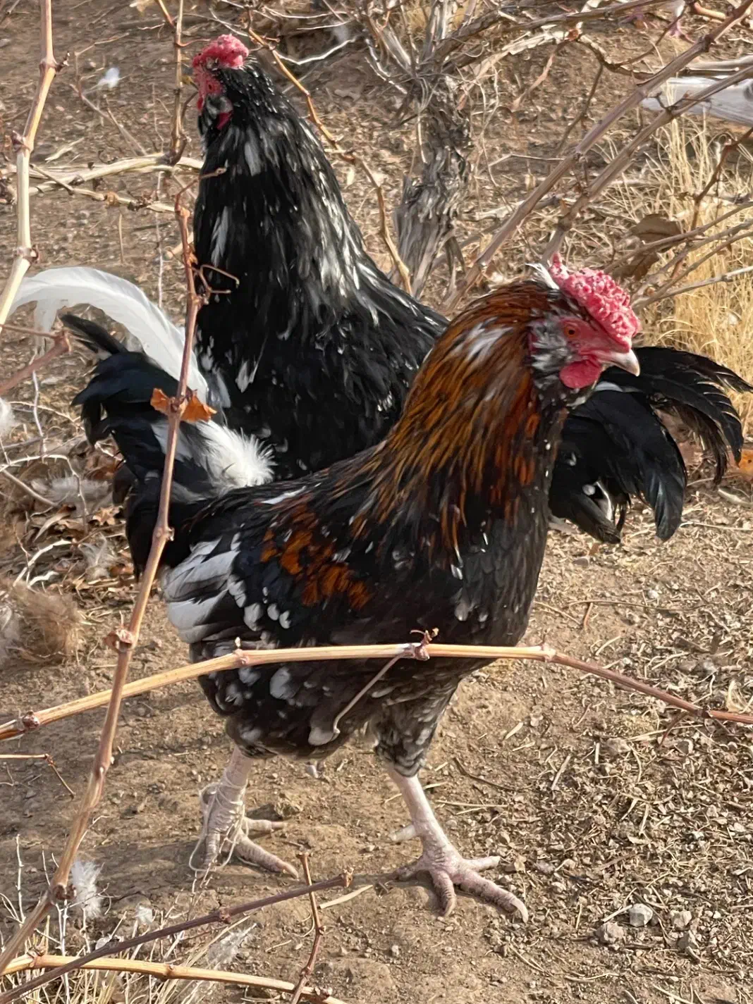 خروس گلین|حیوانات مزرعه|رباطکریم, الارد|دیوار