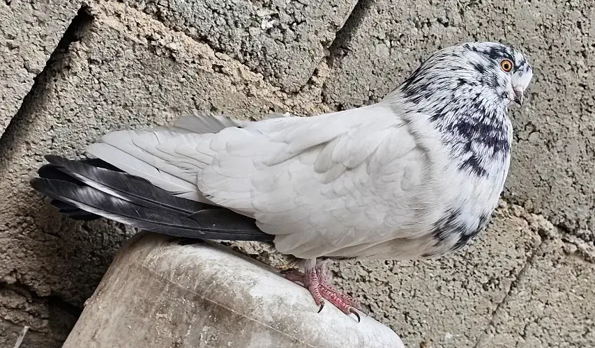 سرخ نوک قنار کله سرخ نوک چفت کله ای کله دم سبز|پرنده|خزل, |دیوار