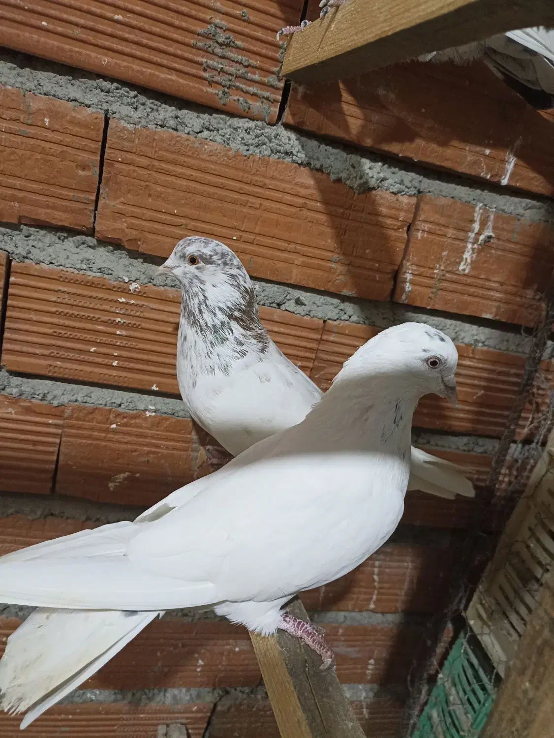 کبوتر برای فروش|پرنده|کوهی‌خیل, |دیوار