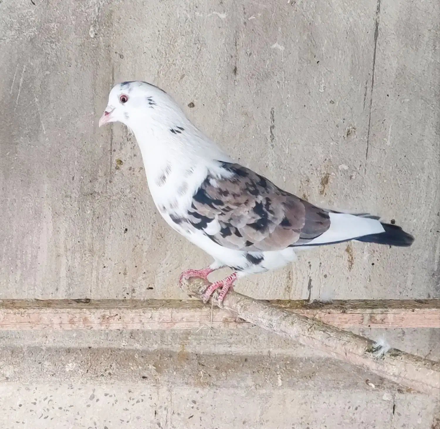 کفتر کبوتر گرفتنی سرور چاپی کاکلی پاپر شازده سرور|پرنده|تهران, دولاب|دیوار