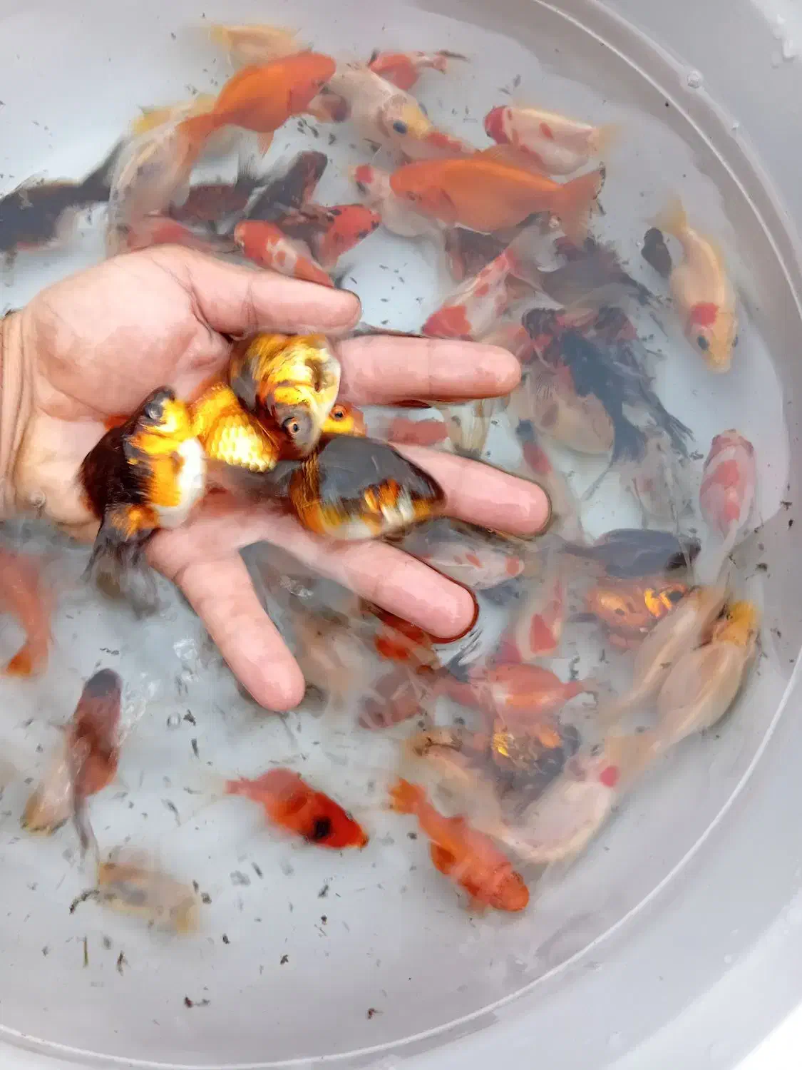 گلدفیش ماهی|ماهی|سنندج, |دیوار