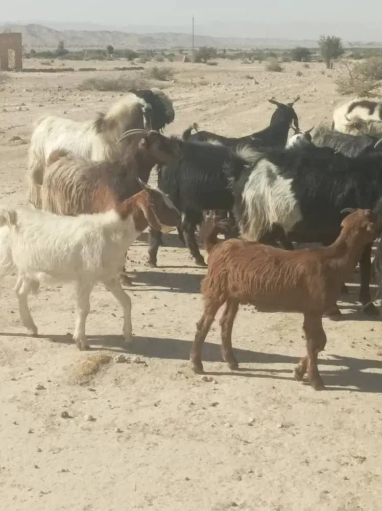 گله بزداشتی همگی جوان و یک دست، کهره دار و آبستن|حیوانات مزرعه|فراشبند, |دیوار