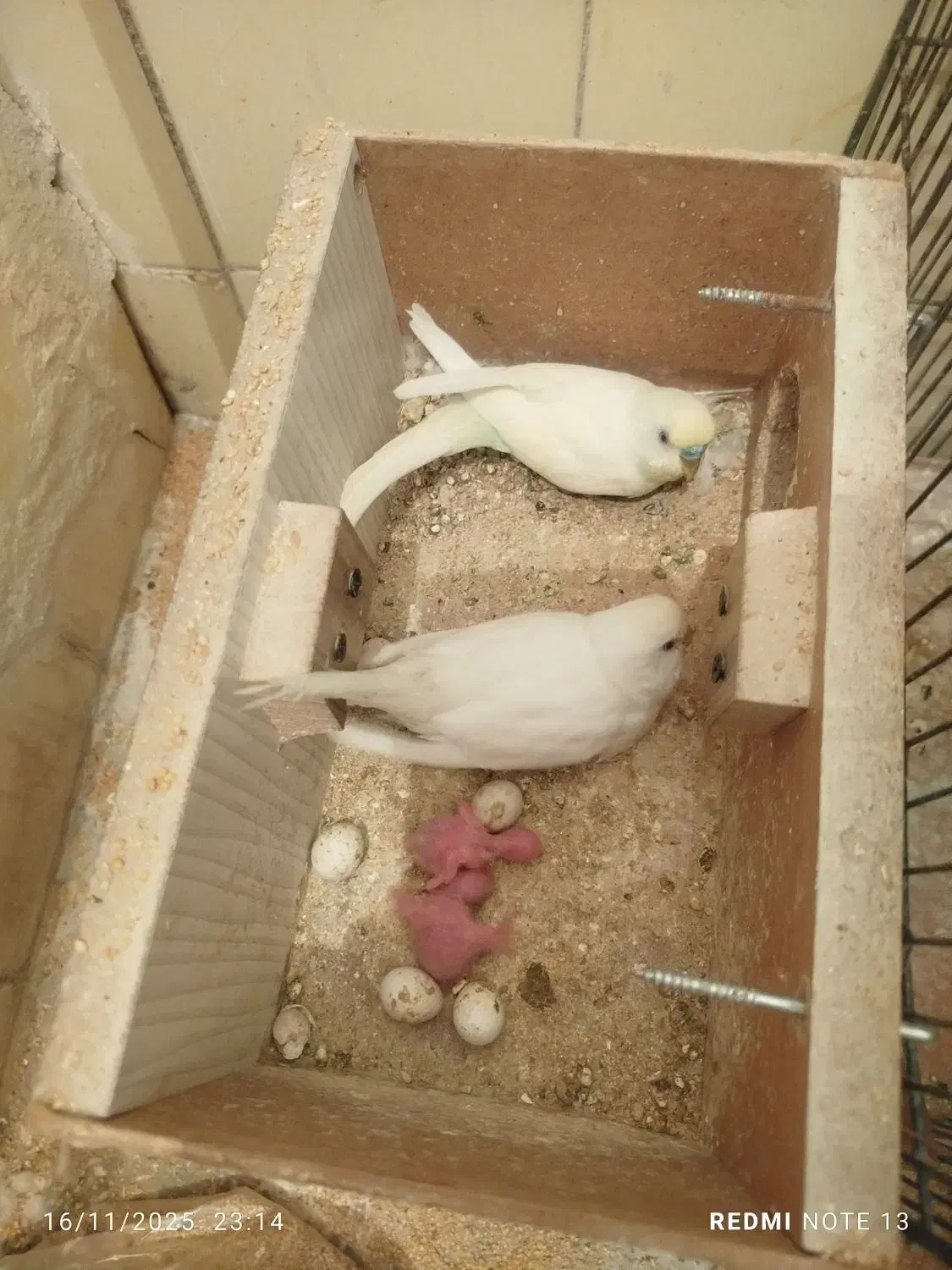 یک جفت مرغ عشق همراه با جوجه و تخم|پرنده|اسلامشهر, مطهری|دیوار