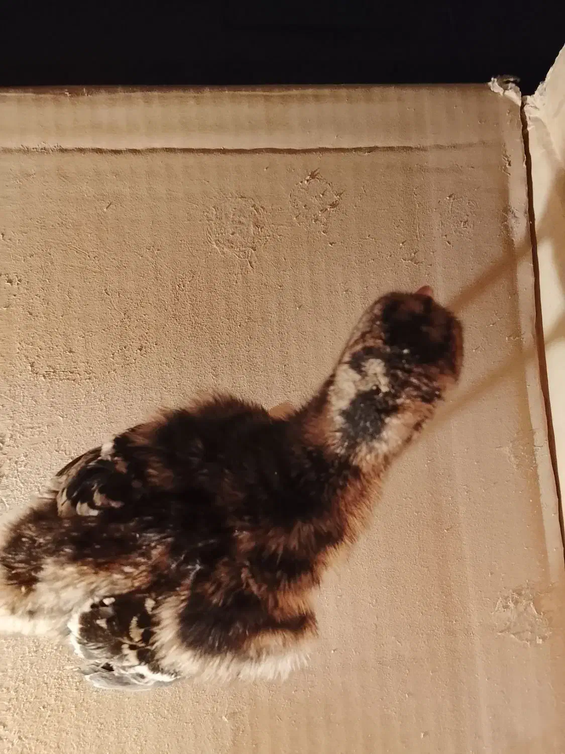 یه دونه جوجه بوقلمون برنز|حیوانات مزرعه|همدان, |دیوار