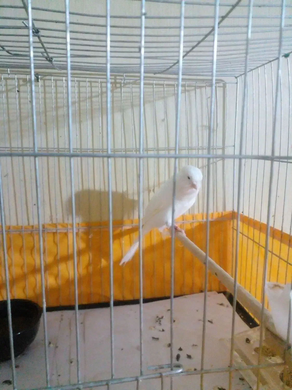 قناری نر رسمی|پرنده|رودهن, |دیوار