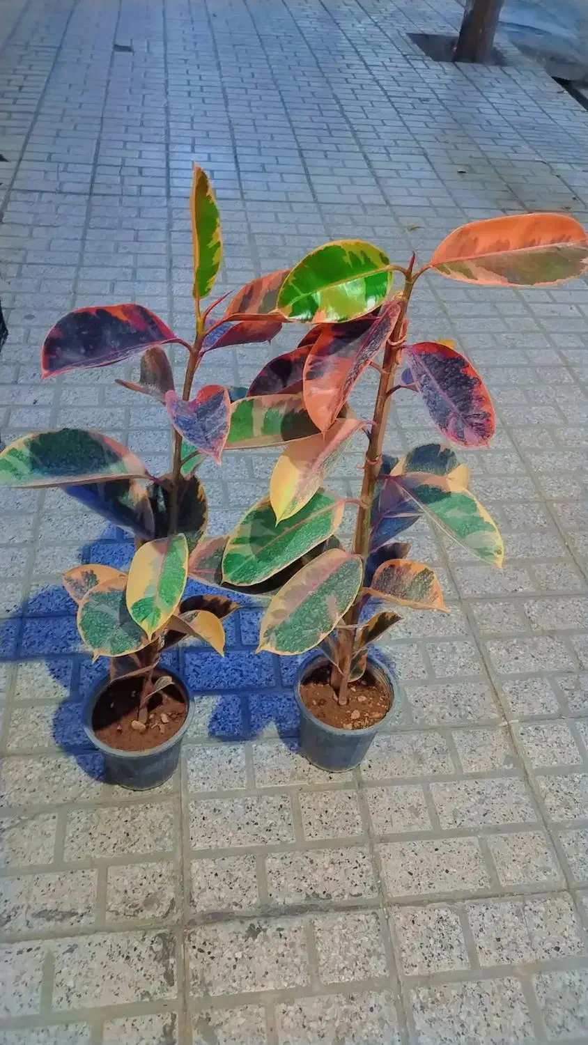 گل وگیاه فیکوس|گل و گیاه طبیعی|مشهد, ایثارگران|دیوار