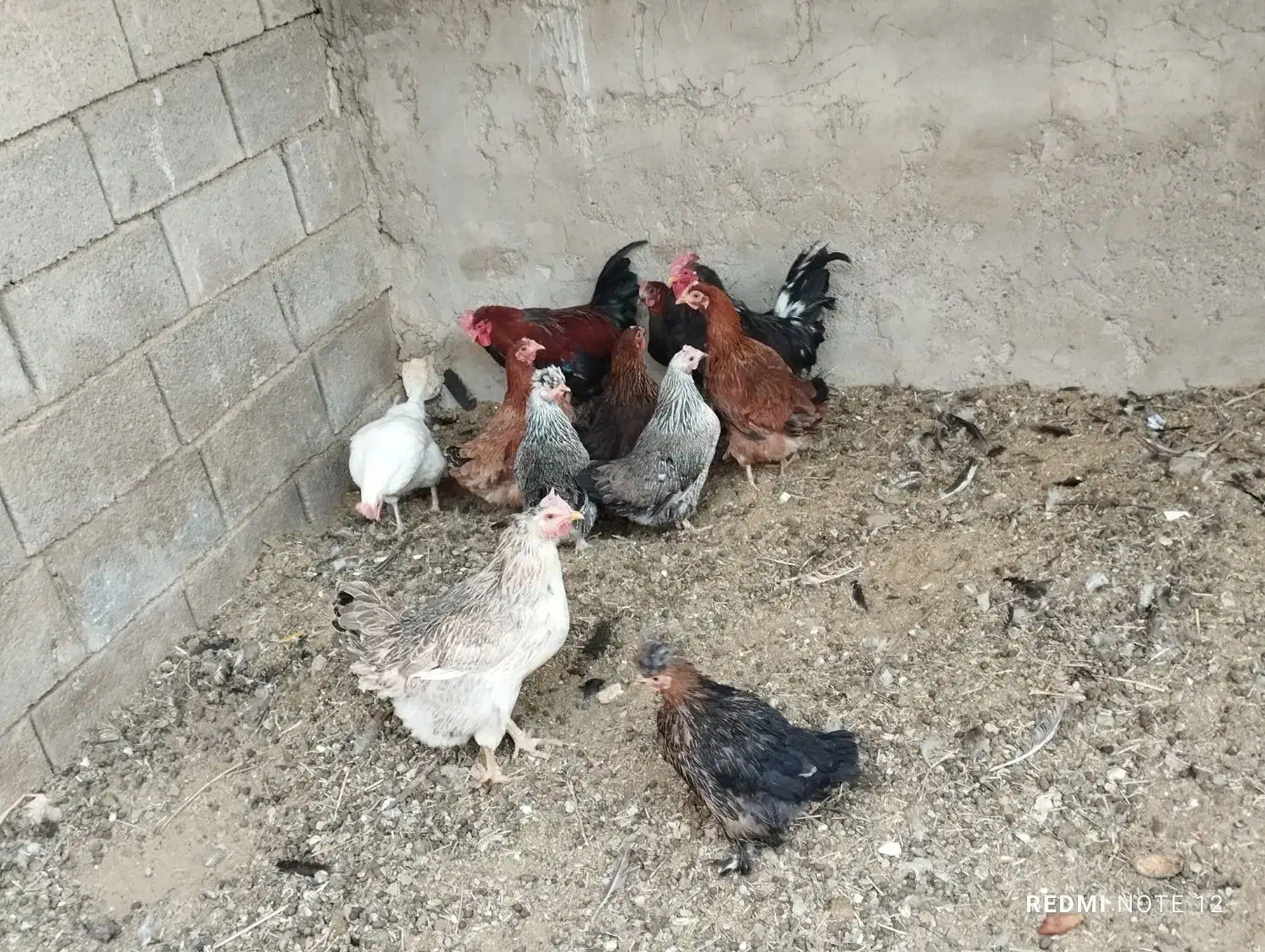 مرغ و خروس بومی تخمگذار|حیوانات مزرعه|خمینیشهر, |دیوار