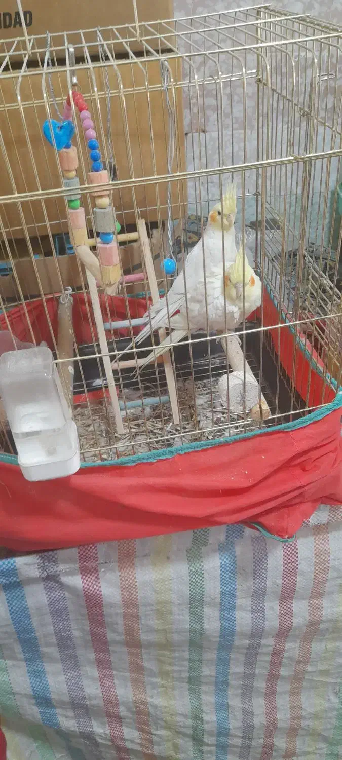 جفت عروس لوتینو رویه تخم|پرنده|صحنه, |دیوار