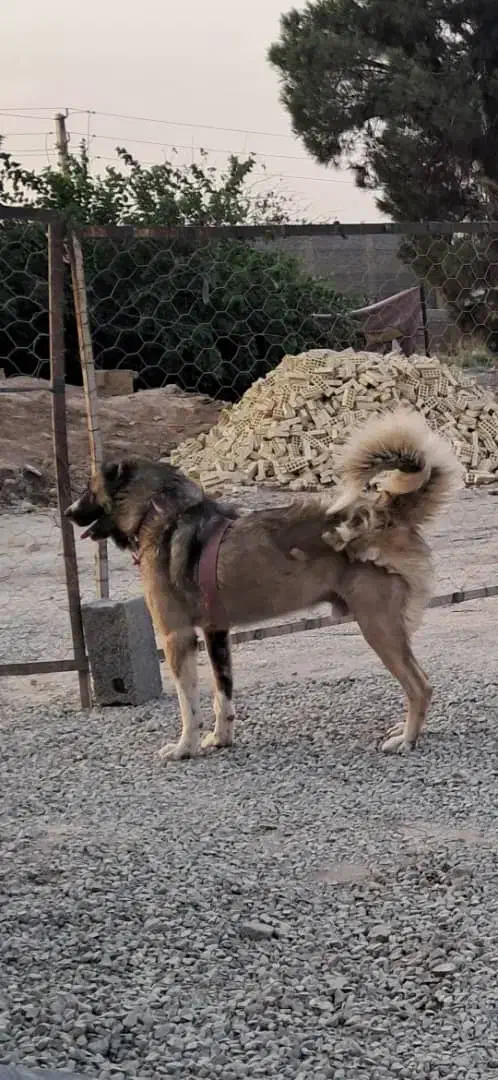 واگذاری سگ سرابی|سگ|بهارستان, |دیوار