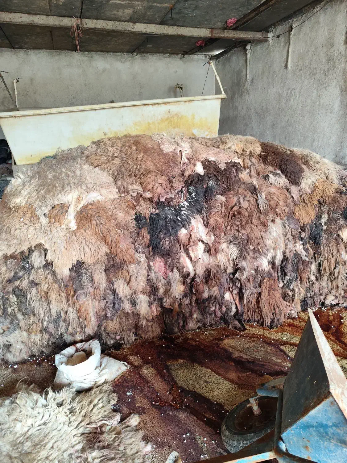 پوست و روده گوسفند|لوازم جانبی حیوانات|باقرشهر, |دیوار