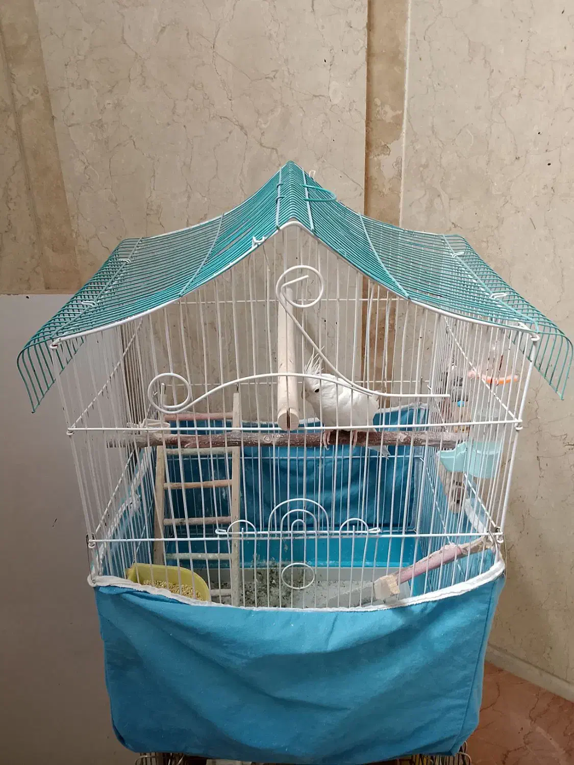 عروس هلندی|پرنده|تهران, مجیدآباد|دیوار