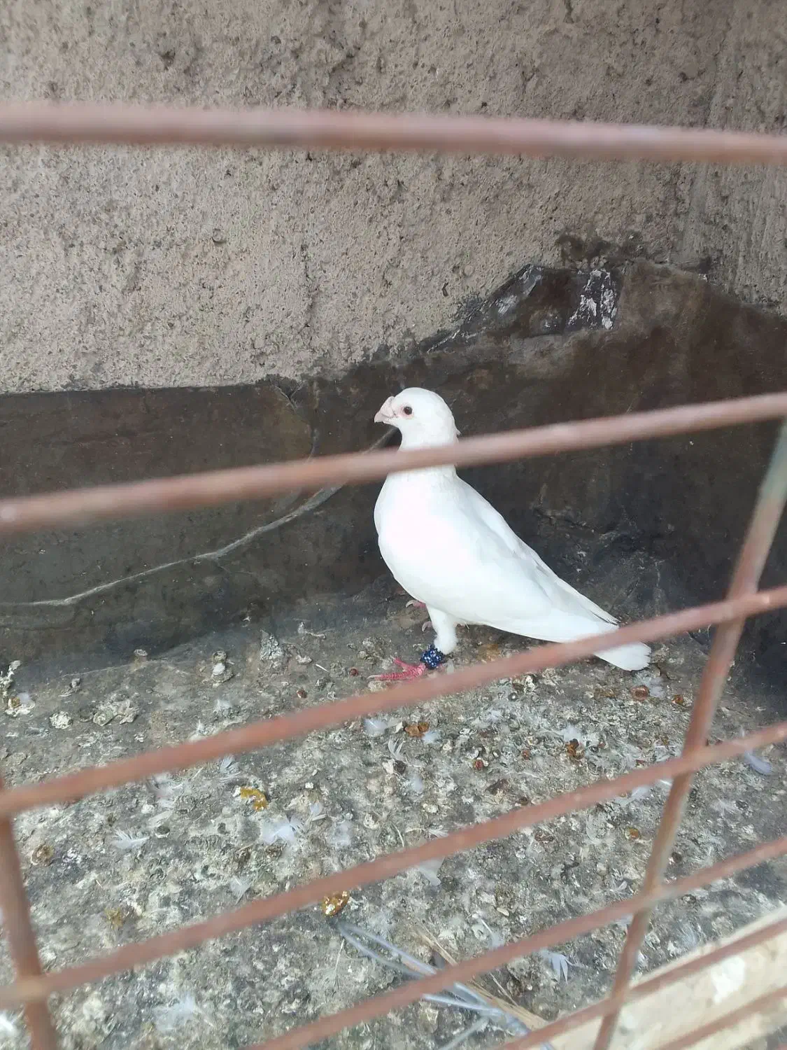 کفتر|پرنده|مشهد, امیریه|دیوار