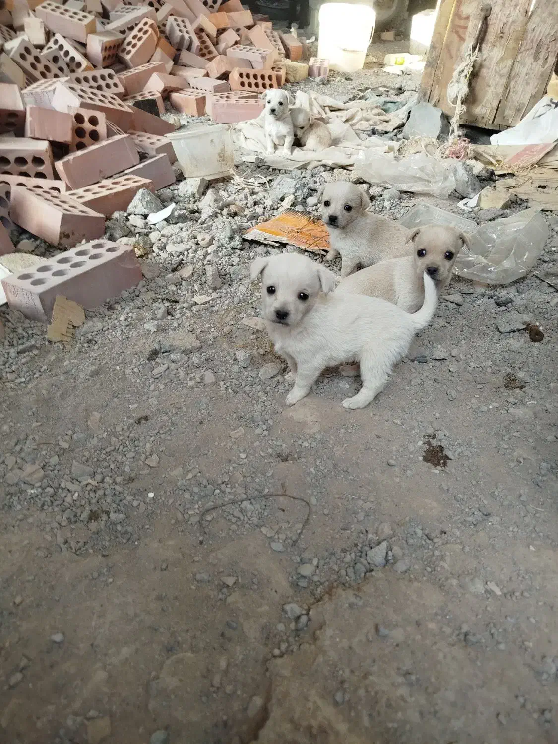 سگ پامرسایز0|سگ|ماهان, |دیوار