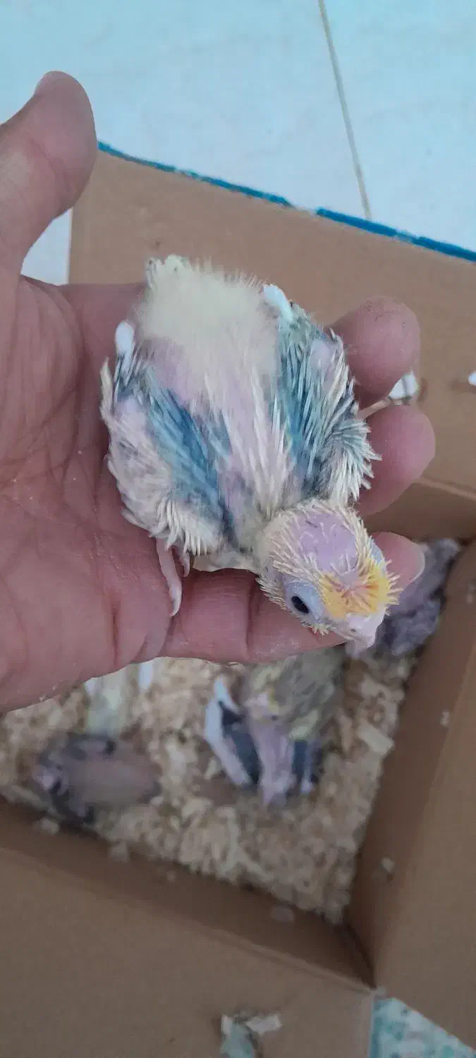 جوجه عروس هلندی سرلاکی|پرنده|داراب, |دیوار