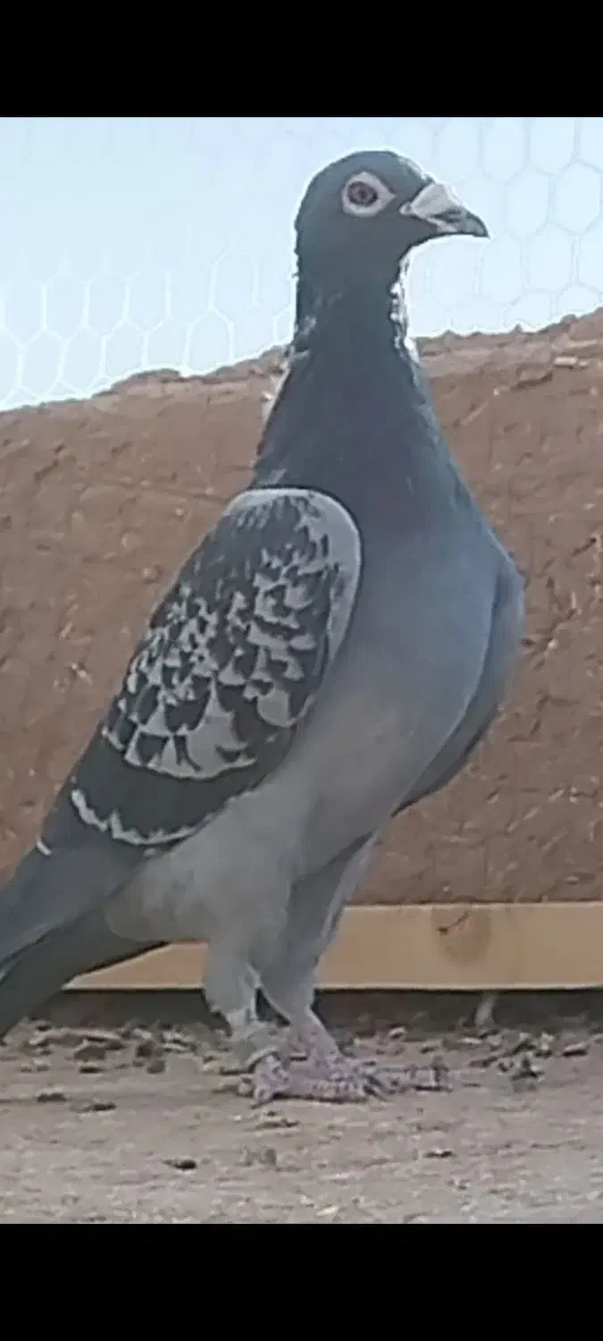 7تا پلاکی و دورگ|پرنده|یزد, |دیوار