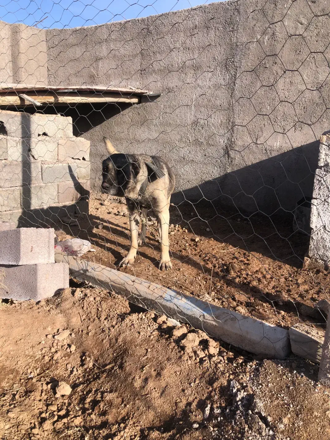 واگذاری سگ سرابی|سگ|تهران, میدان میوه و تره‌بار مرکزی|دیوار