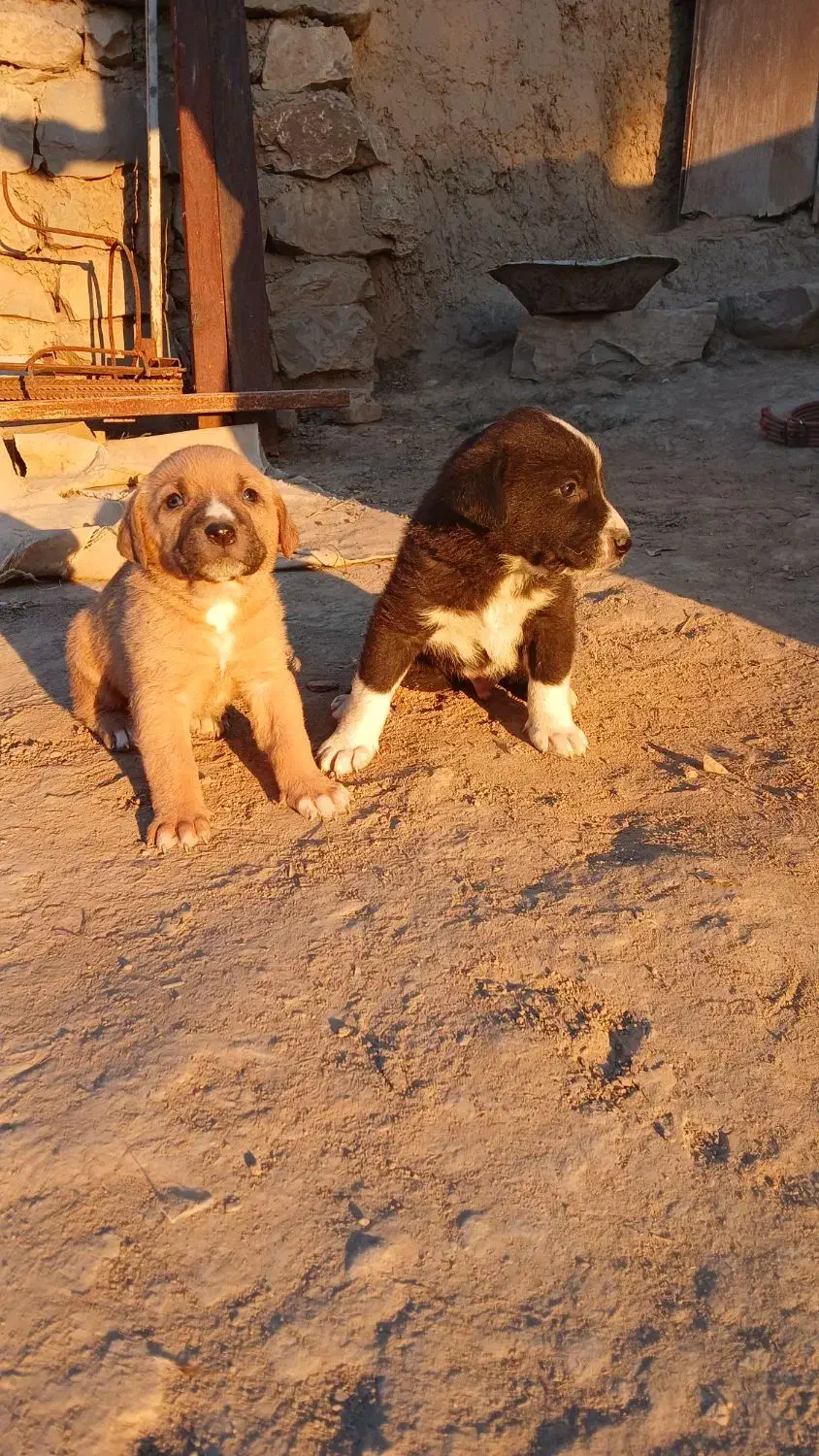 توله سگ|سگ|گلی داغ, |دیوار