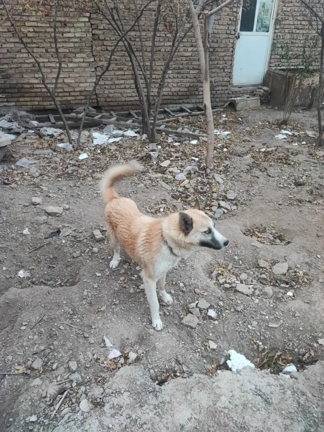 سگ هاسکی سرابی|سگ|صوفیان, |دیوار