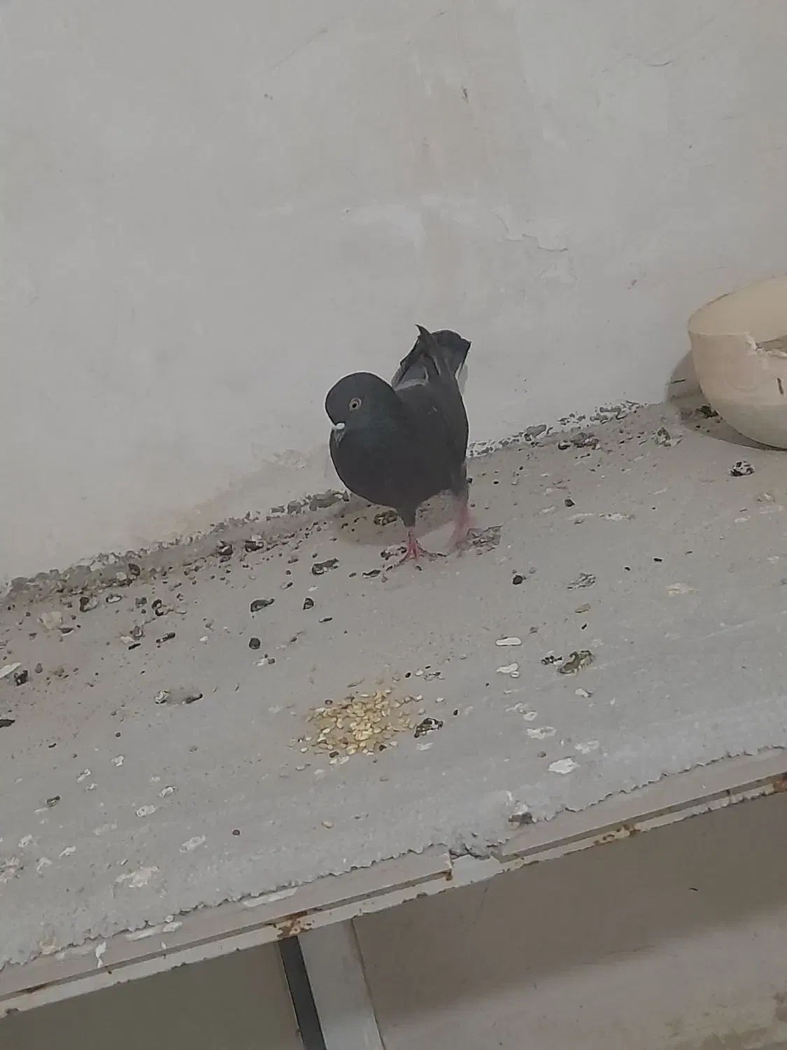 کبوتر زاغ|پرنده|سرپل ذهاب, |دیوار