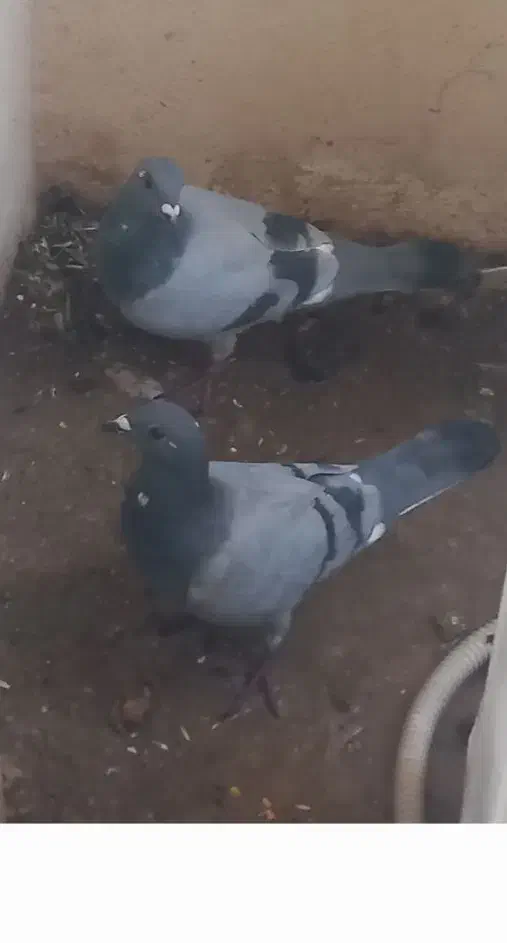 کبوتر|پرنده|آبدانان, |دیوار