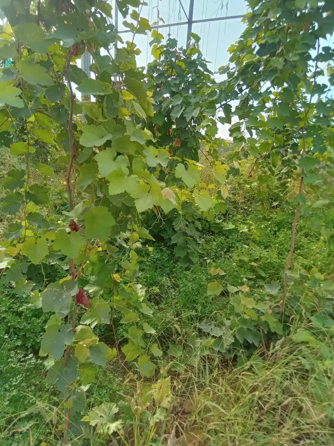 سازه گلخانه|ماشینآلات صنعتی|آشخانه, |دیوار