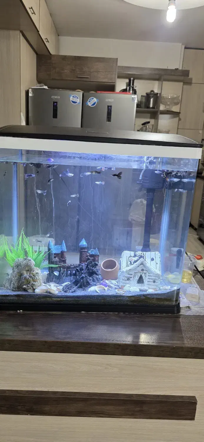 آکواریم. کامل شیک ونو . ش. کامل با ماهی هاش ۲۸۵۰|ماهی|مشهد, کارمندان دوم|دیوار