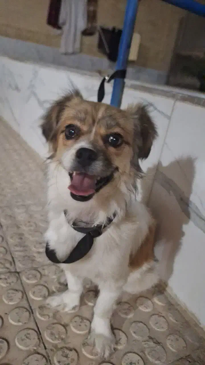 سگ اشتیپز شیتزو|سگ|شهرضا, |دیوار