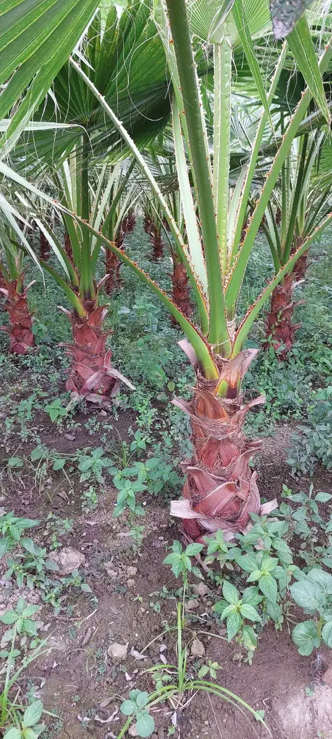 پالم|گل و گیاه طبیعی|رودسر, |دیوار