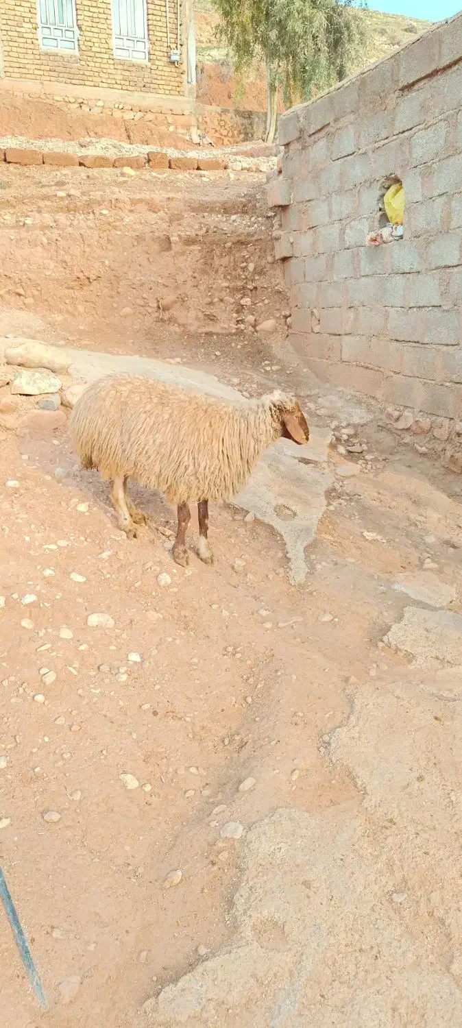 گوسفند|حیوانات مزرعه|شباب, |دیوار