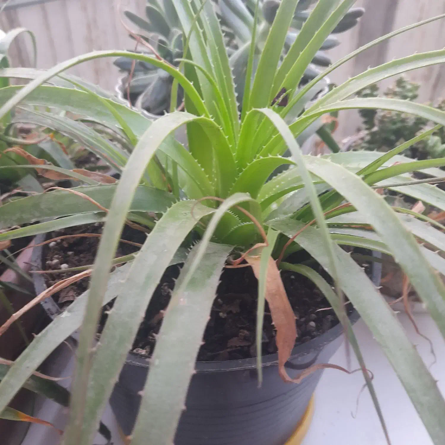 گل آگاوآناناسی|گل و گیاه طبیعی|ساری, |دیوار