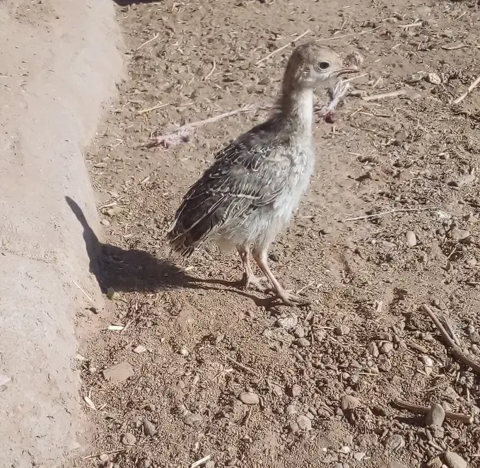 جوجه بوقلمون وجوجه مرغ کاکلی|حیوانات مزرعه|خواف, |دیوار