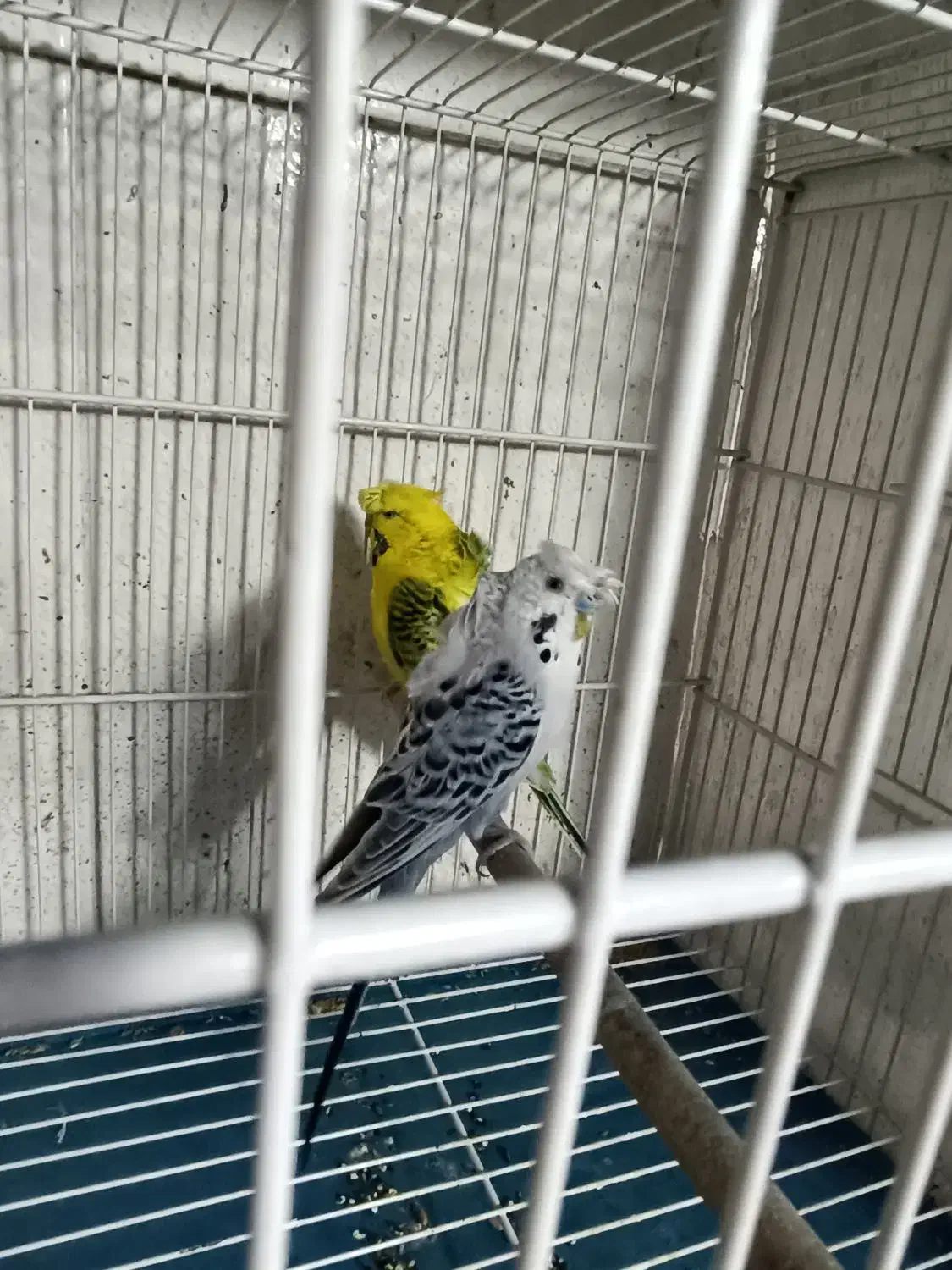 پرنده سرای کاردینال|پرنده|شیراز, گل سرخ|دیوار