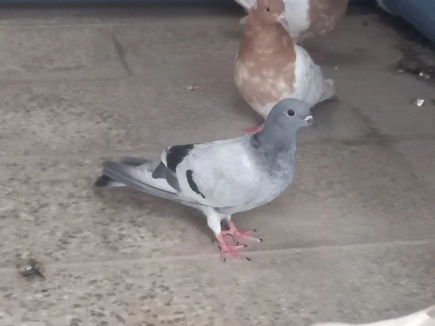 چندعددکبوتربرافروش دارم|پرنده|اندیمشک, |دیوار