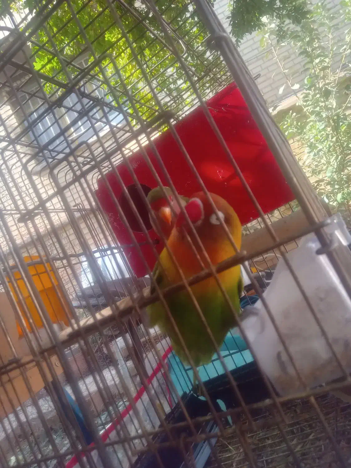 طوطی کتوله برزیلی|پرنده|شیراز, محراب|دیوار