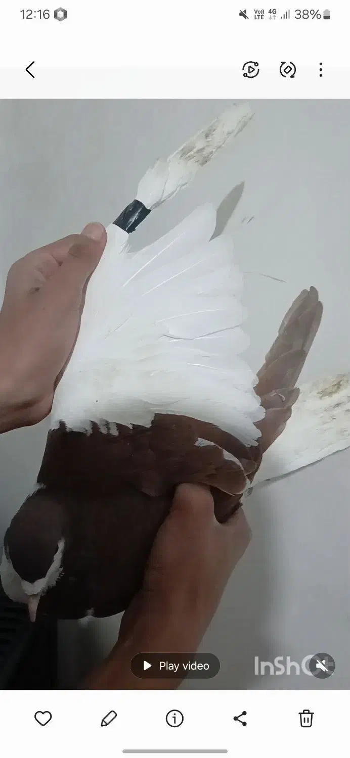 چپ سرخ|پرنده|نیشابور, فیض آباد|دیوار