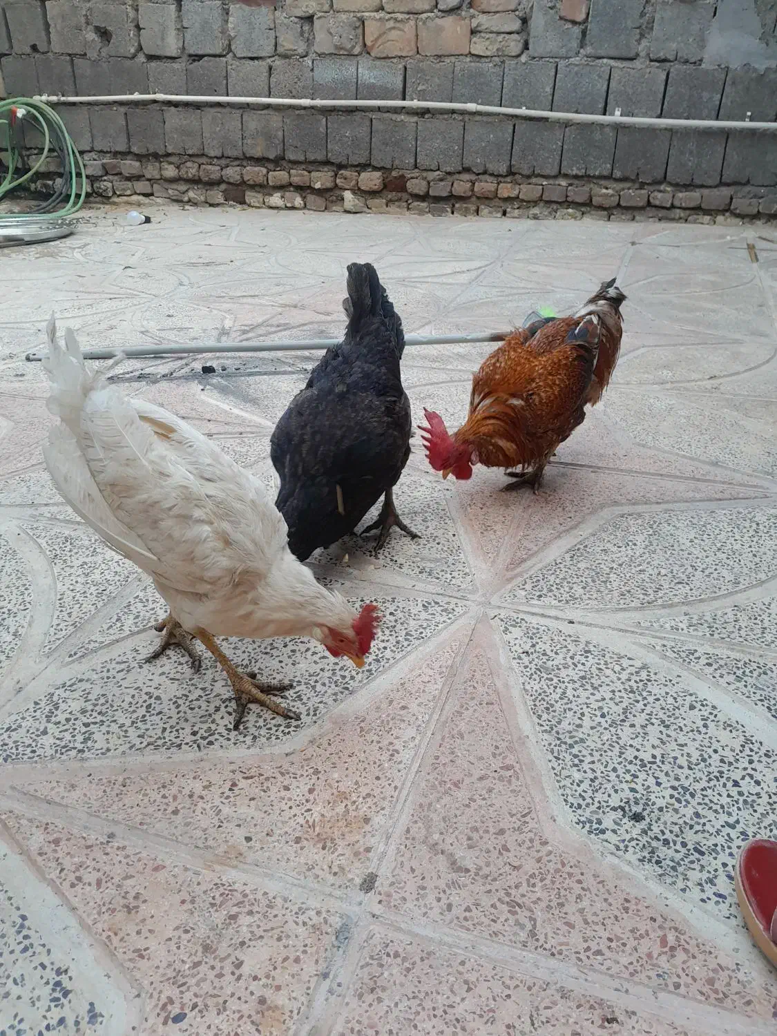 دو عدد خروس و یک مرغ|پرنده|ایلام, |دیوار