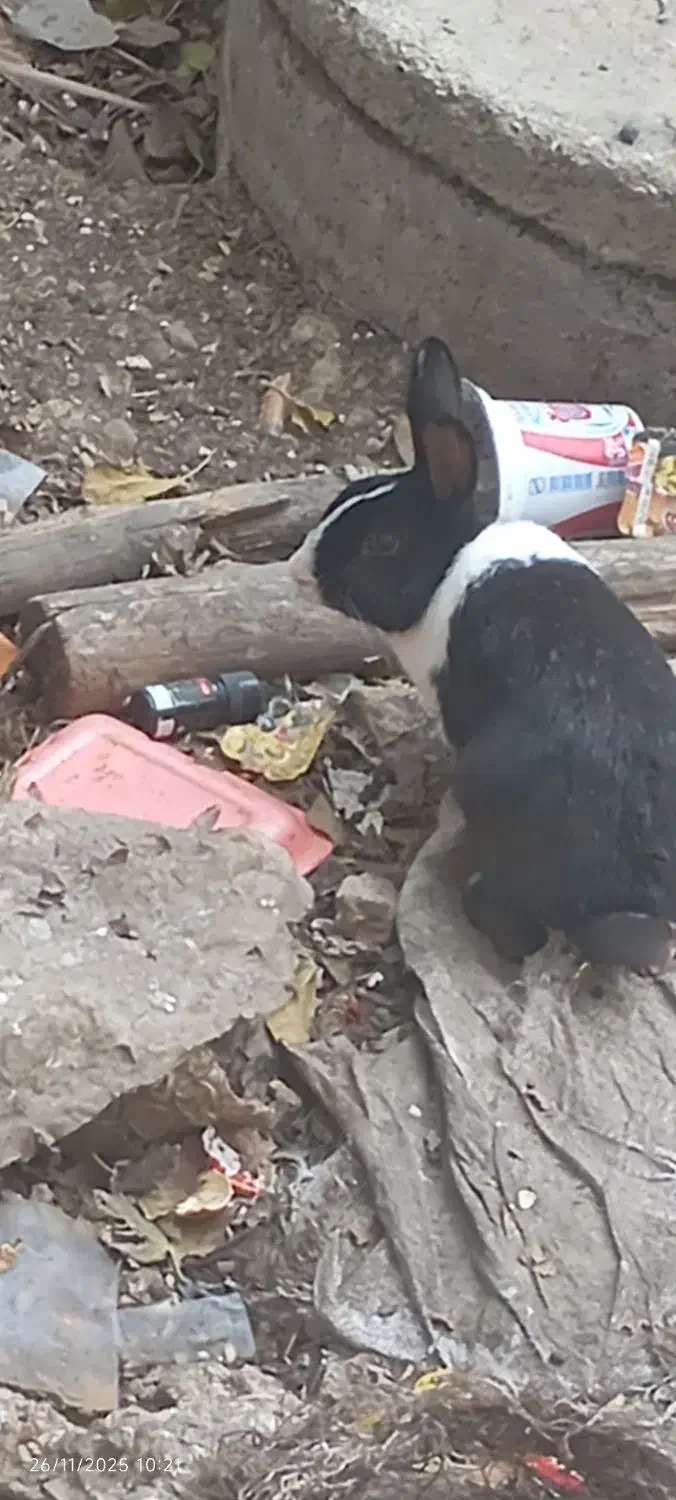 خرگوش باهوش|موش و خرگوش|مینودشت, |دیوار