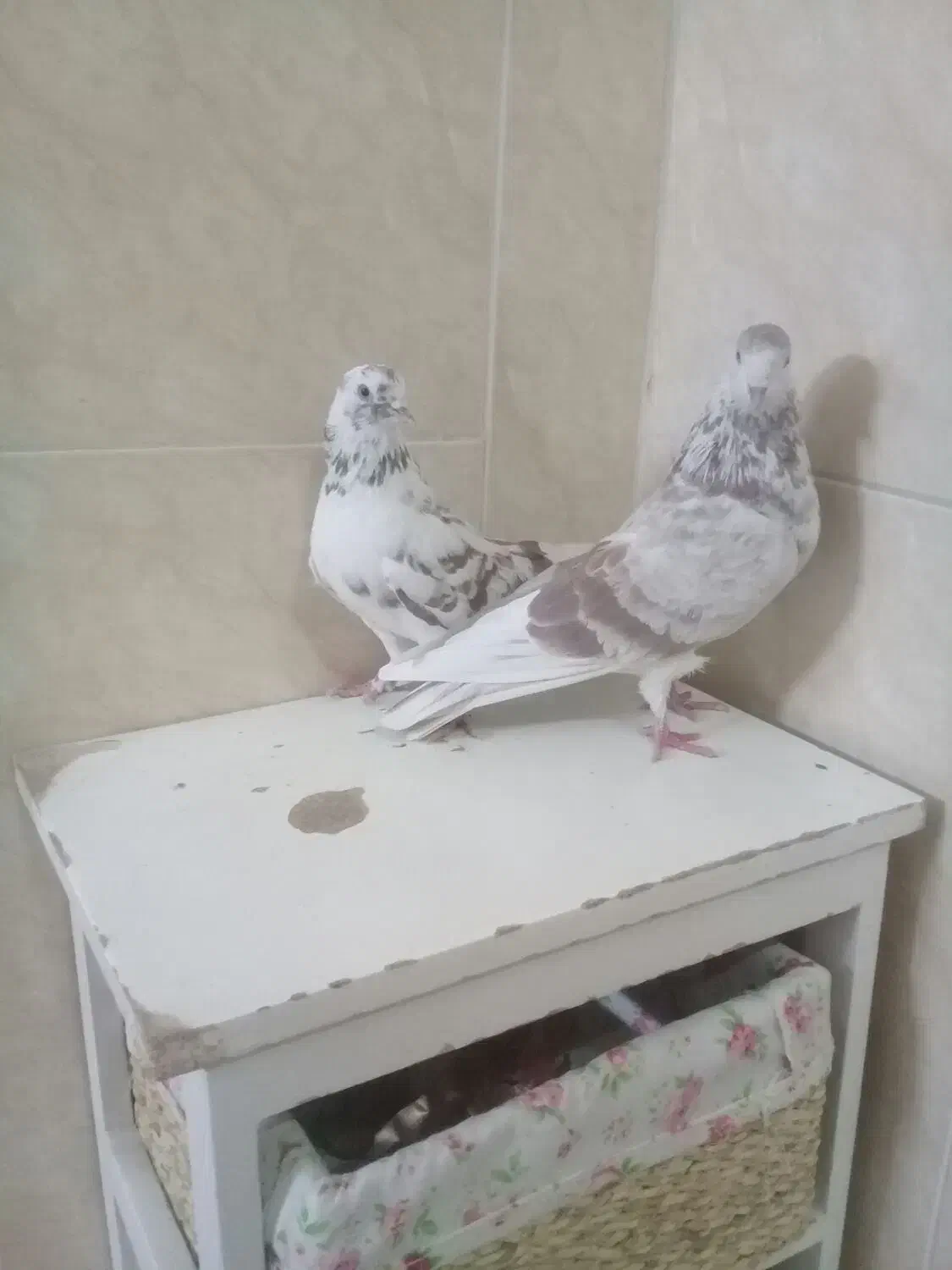 دوتا ماد درجه یک پرشی پیس|پرنده|خمینیشهر, |دیوار