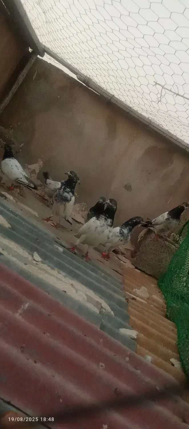 پاکستانی|پرنده|عسلویه, |دیوار