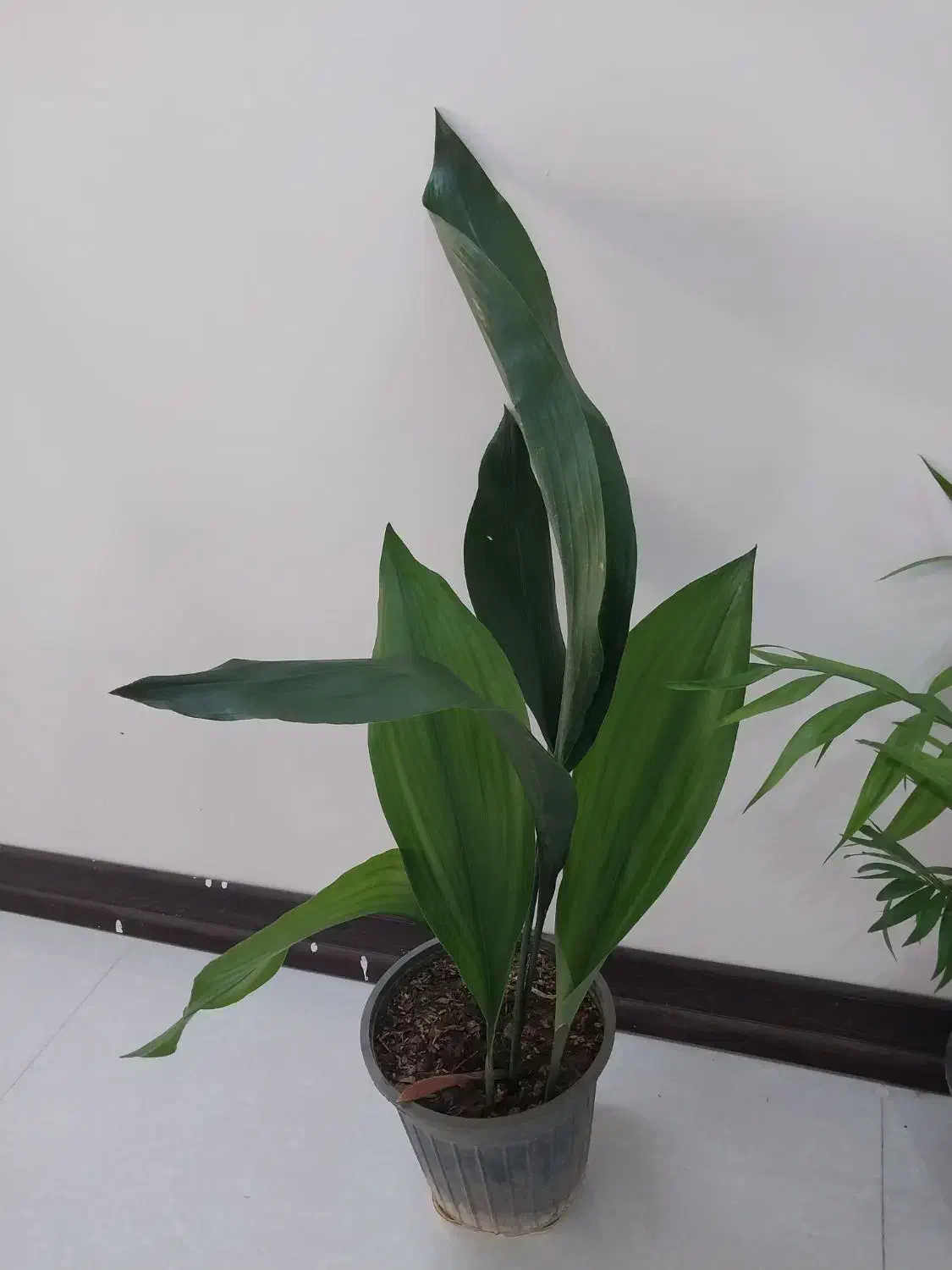 برگ عبایی|گل و گیاه طبیعی|خمینیشهر, |دیوار