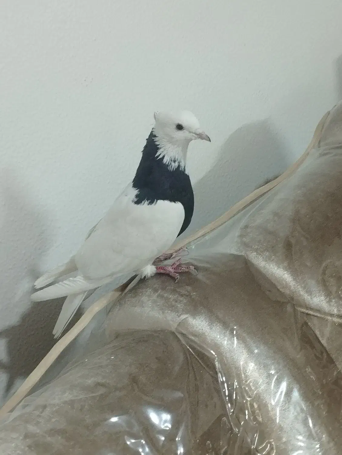 کفتر طوقی ماده|پرنده|شاهین‌شهر, فردوسی|دیوار