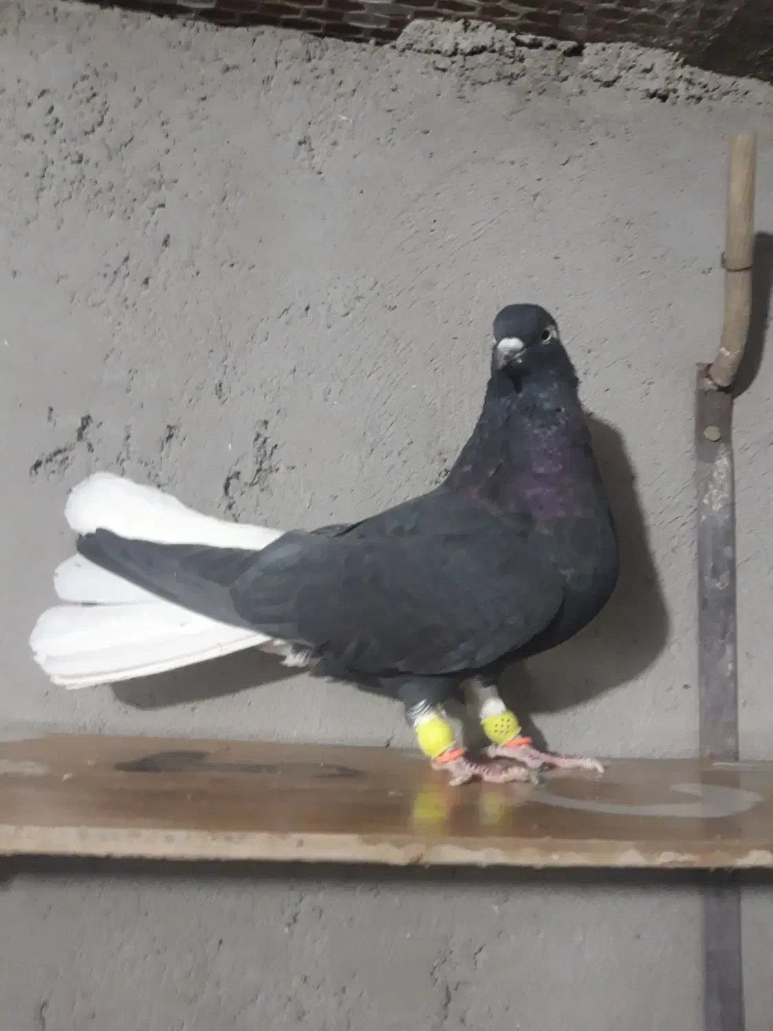 دم سفید ماده|پرنده|تاکستان, |دیوار