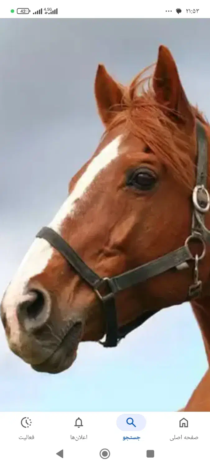 دزدیده شده|اسب و تجهیزات اسب‌سواری|ایلام, |دیوار