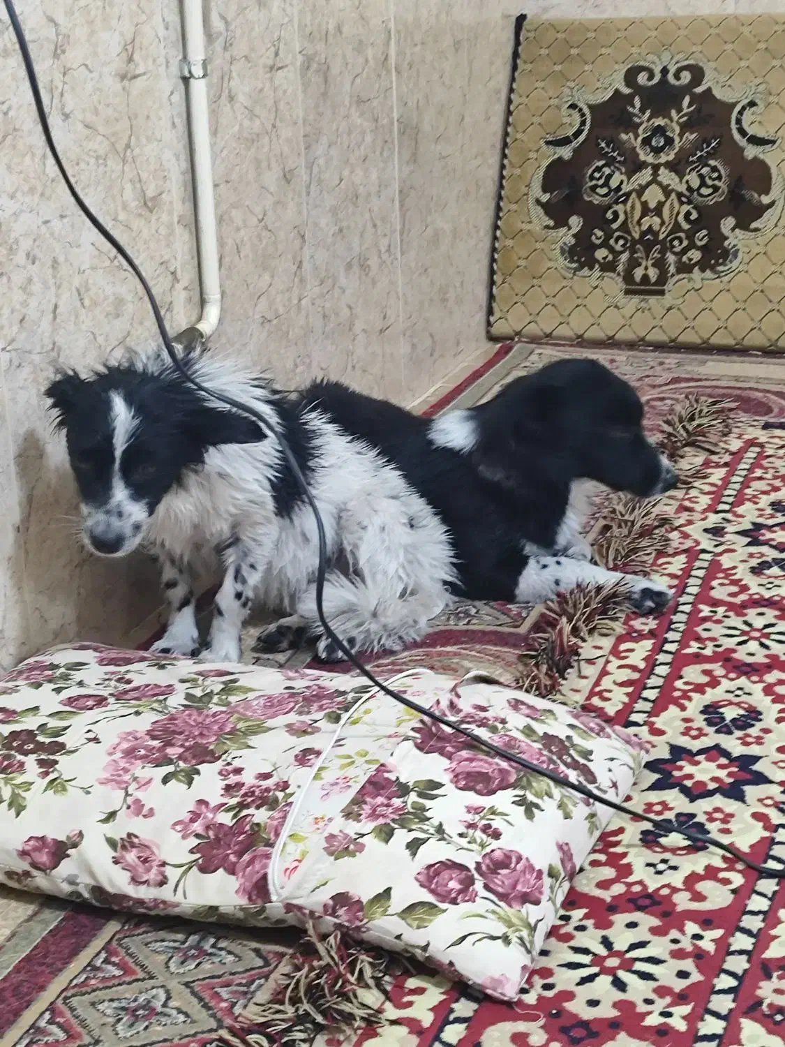 سگ پاکوتاه ماده بی پناه و خسته|سگ|خرمآباد, |دیوار